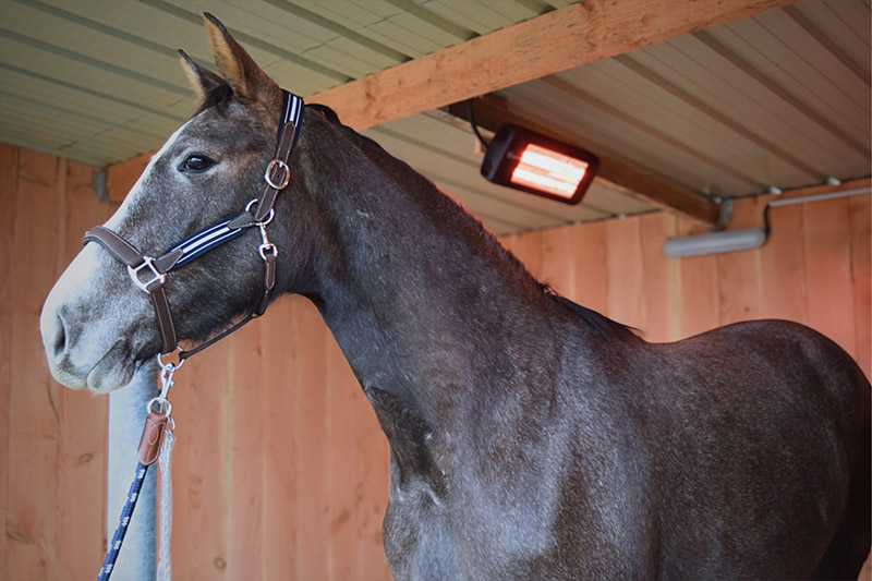 solarium-equin-ecuries-balaska-brindas-2