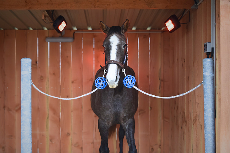 solarium-equin-ecuries-balaska-brindas